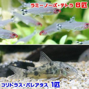 熱帯魚 ラミーノーズ テトラ ブリード ６匹 コリドラス パレアタス １匹 北海道 九州航空便要保温の通販はau Pay マーケット チャーム 商品ロットナンバー