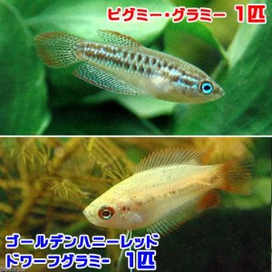 （熱帯魚）ゴールデンハニーレッド・ドワーフグラミー（１匹）＋ピグミー・グラミー（１匹）　北海道・九州航空便要保温