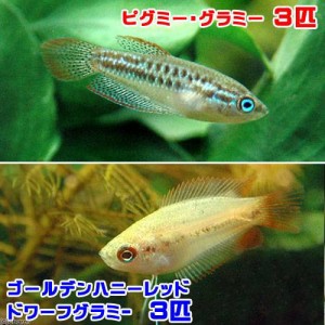 （熱帯魚）ゴールデンハニーレッド・ドワーフグラミー（３匹）＋ピグミー・グラミー（３匹）　北海道・九州航空便要保温