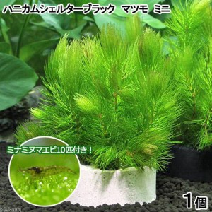 （エビ）（水草）ハニカムシェルターマツモ　ミニ（無農薬）（１個）＋ミナミヌマエビ（１０匹）　北海道・九州航空便要保温