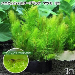 （エビ）（水草）ハニカムシェルターブラック　マツモ　ミニ（無農薬）（１個）＋ミナミヌマエビ（１０匹）　北海道・九州航空便要保温