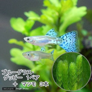 （熱帯魚）（水草）ブルーグラスグッピー（国産グッピー）（１ペア）＋マツモ（３本）　北海道・九州航空便要保温