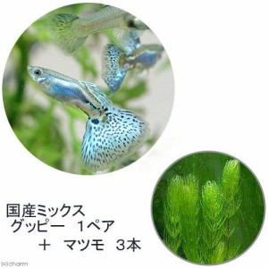 （熱帯魚）（水草）国産ミックスグッピー（１ペア）＋マツモ（３本）　北海道・九州航空便要保温