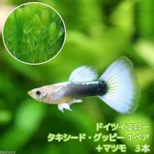 （熱帯魚）（水草）ドイツイエロータキシード・グッピー（国産グッピー）（１ペア）＋マツモ（３本）　北海道・九州航空便要保温