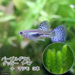 （熱帯魚）（水草）パープルグラス・グッピー（国産グッピー）（１ペア）＋　マツモ（３本）　北海道・九州航空便要保温