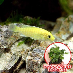 （熱帯魚）（水草）ラビドクロミス・カエルレウス（６匹）＋巻きたて　アヌビアスナナ　付流木　ＳＳサイズ（１個）　北海道・九州航空便