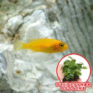 （熱帯魚）（水草）オレンジゼブラ・シクリッド（４匹）＋巻きたて　アヌビアスナナ　付流木　ＳＳサイズ（１個）　北海道・九州航空便要