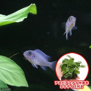 （熱帯魚）（水草）コバルトブルー・シクリッド（４匹）＋巻きたて　アヌビアスナナ　付流木　ＳＳサイズ（１個）　北海道・九州航空便要