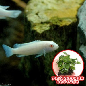 （熱帯魚）（水草）スノーホワイト・シクリッド（４匹）＋巻きたて　アヌビアスナナ　付流木　ＳＳサイズ（１個）　北海道・九州航空便要