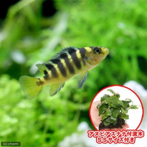 （熱帯魚）（水草）カメレオン・シクリッド（４匹）＋巻きたて　アヌビアスナナ　付流木　ＳＳサイズ（１個）　北海道・九州航空便要保温