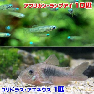 （熱帯魚）アフリカン・ランプアイ（１０匹）＋コリドラス・アエネウス（１匹）　北海道・九州航空便要保温