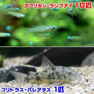 （熱帯魚）アフリカン・ランプアイ（１０匹）＋コリドラス・パレアタス（１匹）　北海道・九州航空便要保温