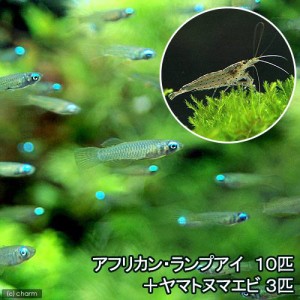 （熱帯魚）アフリカン・ランプアイ（１０匹）＋ヤマトヌマエビ（３匹）　北海道・九州航空便要保温