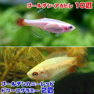 （熱帯魚）ゴールデンアカヒレ（１０匹）＋ゴールデンハニーレッド・ドワーフグラミー（２匹）　北海道・九州航空便要保温