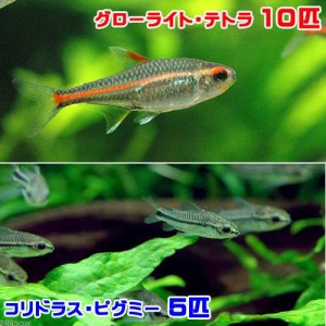 （熱帯魚）グローライト・テトラ（１０匹）＋コリドラス・ピグミー（５匹）　北海道・九州航空便要保温