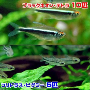 （熱帯魚）ブラックネオン・テトラ（１０匹）＋コリドラス・ピグミー（５匹）　北海道・九州航空便要保温