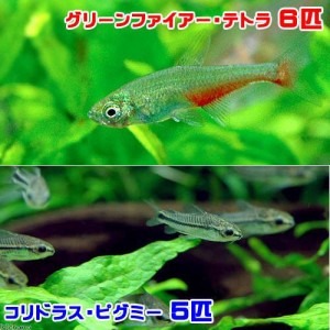 （熱帯魚）グリーンファイアー・テトラ（６匹）＋コリドラス・ピグミー（５匹）　北海道・九州航空便要保温