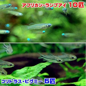 （熱帯魚）アフリカン・ランプアイ（１０匹）＋コリドラス・ピグミー（５匹）　北海道・九州航空便要保温