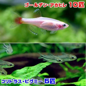 （熱帯魚）ゴールデンアカヒレ（１０匹）＋コリドラス・ピグミー（５匹）　北海道・九州航空便要保温