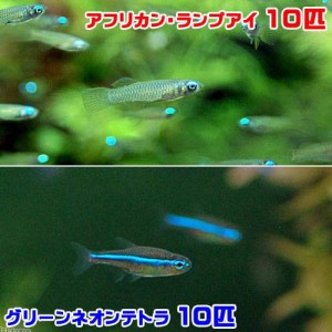 （熱帯魚）アフリカン・ランプアイ　Ｓサイズ（１０匹）＋グリーンネオンテトラ（１０匹）（計２０匹）　北海道・九州航空便要保温