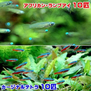 （熱帯魚）アフリカン・ランプアイ　Ｓサイズ（１０匹）＋カージナルテトラ（ワイルド）（１０匹）（計２０匹）　北海道・九州航空便要保