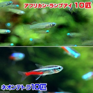 （熱帯魚）アフリカン・ランプアイ　Ｓサイズ（１０匹）＋ネオンテトラ（１０匹）（計２０匹）　北海道・九州航空便要保温