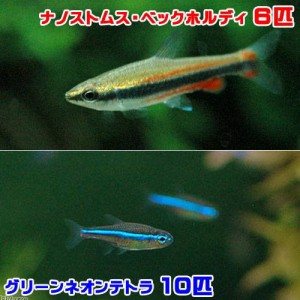 （熱帯魚）グリーンネオンテトラ（１０匹）＋ナノストムス・ベックホルディ（６匹）　北海道・九州航空便要保温