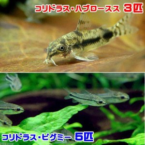 （熱帯魚）コリドラス・ハブロースス（３匹）＋コリドラス・ピグミー（５匹）　北海道・九州航空便要保温