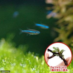 （熱帯魚）（水草）グリーンネオンテトラ（１０匹）　＋　おまかせブセファランドラ１株付きミニ流木（１個）　北海道・九州航空便要保温