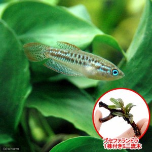 （熱帯魚）（水草）ピグミー・グラミー（１２匹）＋おまかせブセファランドラ１株付きミニ流木（無農薬）（１個）　北海道・九州航空便要