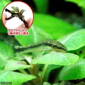 （熱帯魚）（水草）オトシンクルス（３匹）＋おまかせブセファランドラ１株付きミニ流木（無農薬）（１個）　北海道・九州航空便要保温