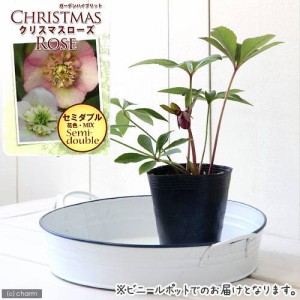 （観葉植物）クリスマスローズ　セミダブル系（花色おまかせ）　３号（１ポット）