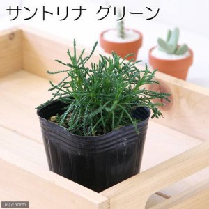 （観葉植物）ハーブ苗　サントリナ　グリーン　３号（１ポット）　家庭菜園