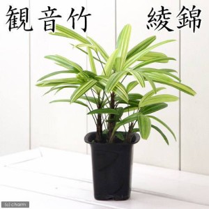 （観葉植物）ヤシ　カンノンチク（観音竹）　綾錦　４号（１鉢）