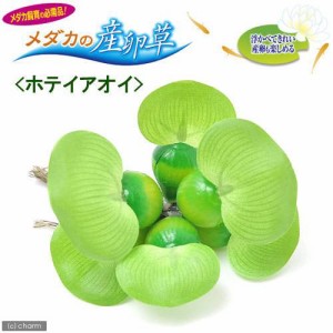 ＧＥＸ　メダカの産卵草　ホテイアオイ