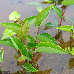 （ビオトープ）水辺植物　サウルルス（アメリカハンゲショウ）（１ポット）　抽水植物