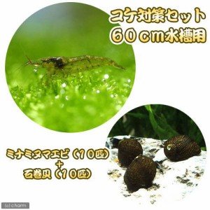 （エビ・貝）コケ対策セット　６０ｃｍ水槽用　ミナミヌマエビ（１０匹）＋石巻貝（１０匹）　北海道・九州航空便要保温