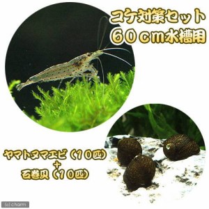 （エビ・貝）コケ対策セット　６０ｃｍ水槽用　ヤマトヌマエビ（１０匹）＋石巻貝（１０匹）　北海道・九州航空便要保温