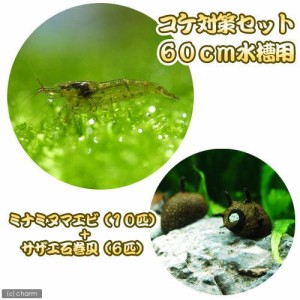 （エビ・貝）コケ対策セット　６０ｃｍ水槽用　ミナミヌマエビ（１０匹）＋サザエ石巻貝（６匹）　北海道・九州航空便要保温