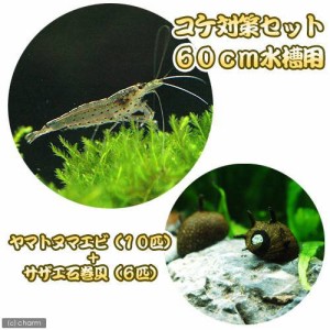 （エビ・貝）コケ対策セット　６０ｃｍ水槽用　ヤマトヌマエビ（１０匹）＋サザエ石巻貝（６匹）　北海道・九州航空便要保温