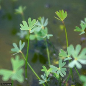 （ビオトープ）水辺植物　フギレデンジソウ（１ポット）　抽水〜浮葉植物