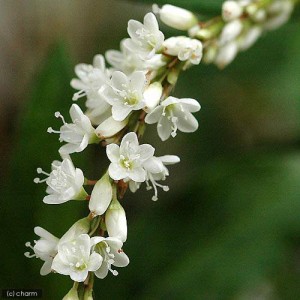 （ビオトープ）水辺植物　シロバナサクラタデ（１ポット）湿性植物