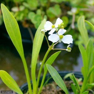 （ビオトープ）水辺植物　ナガバオモダカ（サジタリアグラミネア）（１ポット）抽水植物