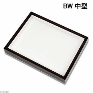 バードウィング製　ドイツ型標本箱　ＢＷ中型　（幅４２．５×奥行３２．５×高さ５．５ｃｍ）　昆虫　蝶　甲虫　標本ケース