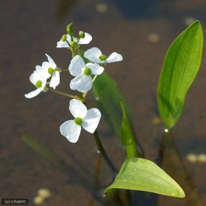 （山野草）ヒメオモダカ（姫オモダカ）（１株）