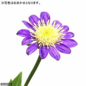 （山野草）キク（菊）ミヤコワスレ（都忘れ）　花色おまかせ　３号（１ポット）