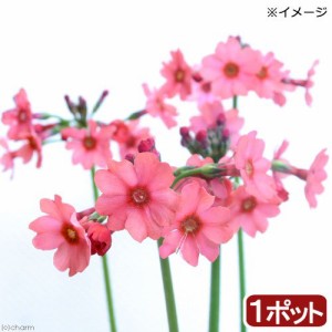 （ビオトープ）水辺植物　日本クリンソウ（１ポット）　湿生植物