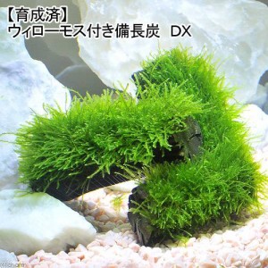 （水草）★育成済★　ウィローモス　備長炭　ＤＸ（水中葉）（無農薬）（１個）