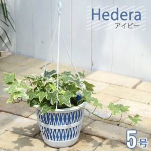 （観葉植物）ヘデラ（アイビー）　品種おまかせ　吊り鉢タイプ　５〜６号（１鉢）