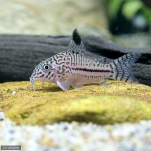 （熱帯魚）コリドラス・トリリネアータス（ワイルド）（１匹）　北海道・九州航空便要保温